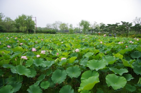 [ũ�⺯ȯ]1. �ο� �ó��� ���� (12).JPG