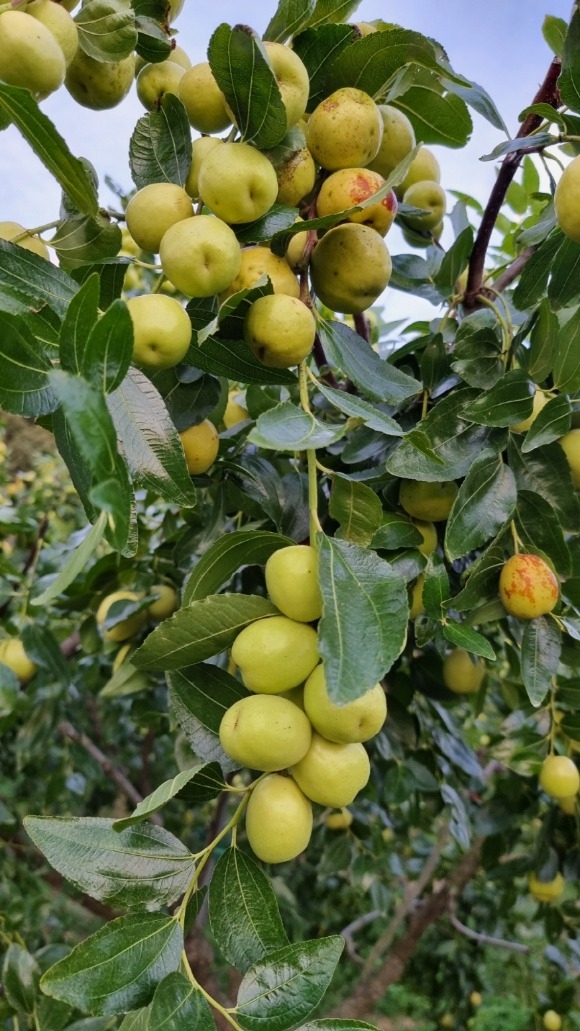 [ũ�⺯ȯ]1. �ο� ����� 3ǰ.jpg