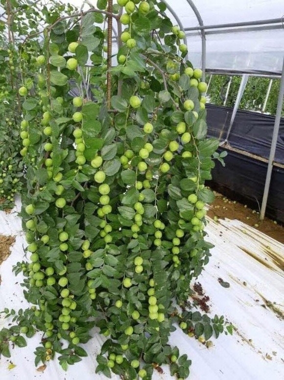 [ũ�⺯ȯ]1. �ο� ����� 3ǰ (3).jpeg