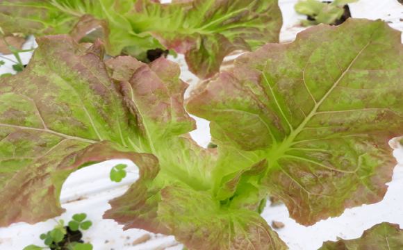 [ũ�⺯ȯ]���߿� ��Ÿ�� ���̷��� ����(���������� �� ������ ����).png